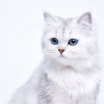 Daftar Nama-Nama Kucing Putih yang Terinspirasi dari Keindahan Alam
