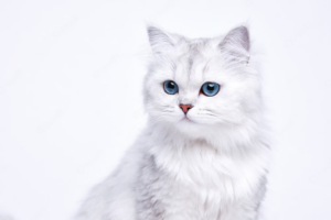 Daftar Nama-Nama Kucing Putih yang Terinspirasi dari Keindahan Alam